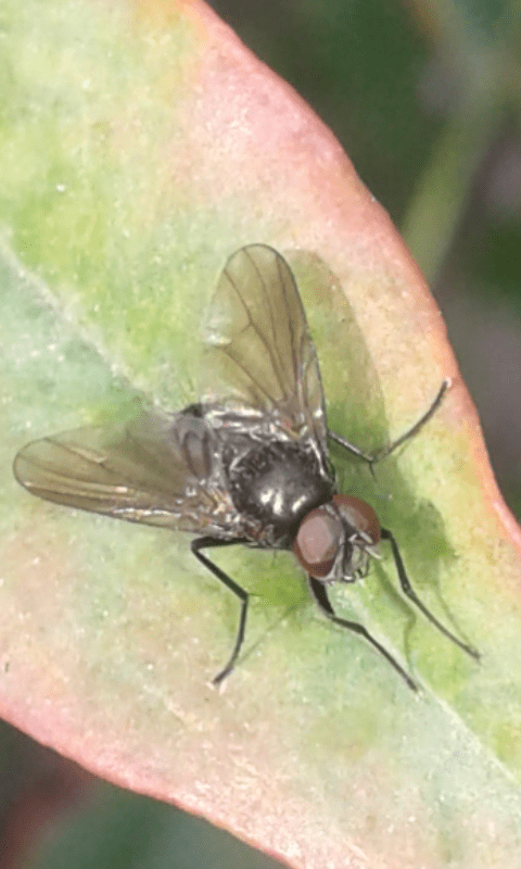 Muscidae : Hebecnema sp.? ... Muscidae sp.